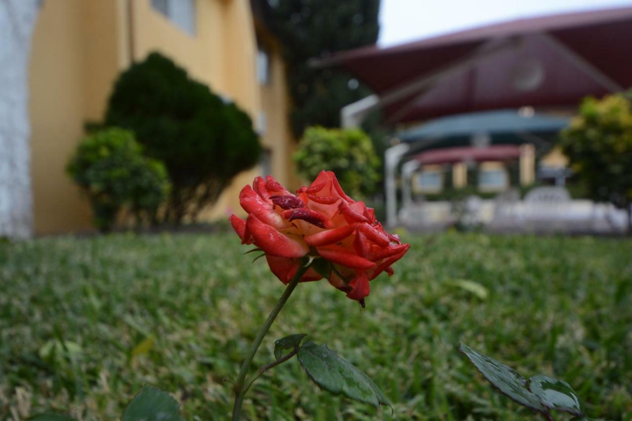 Hotel Sicomoro 3*
